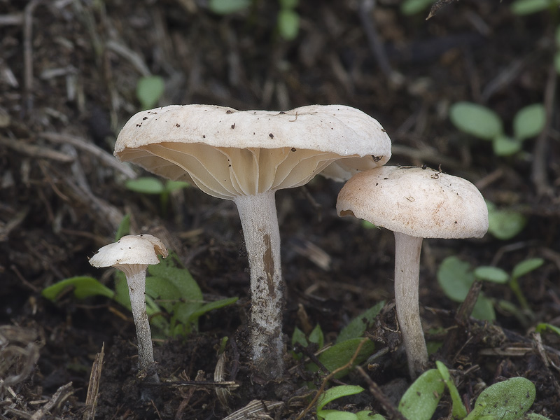 Marasmiellus tricolor